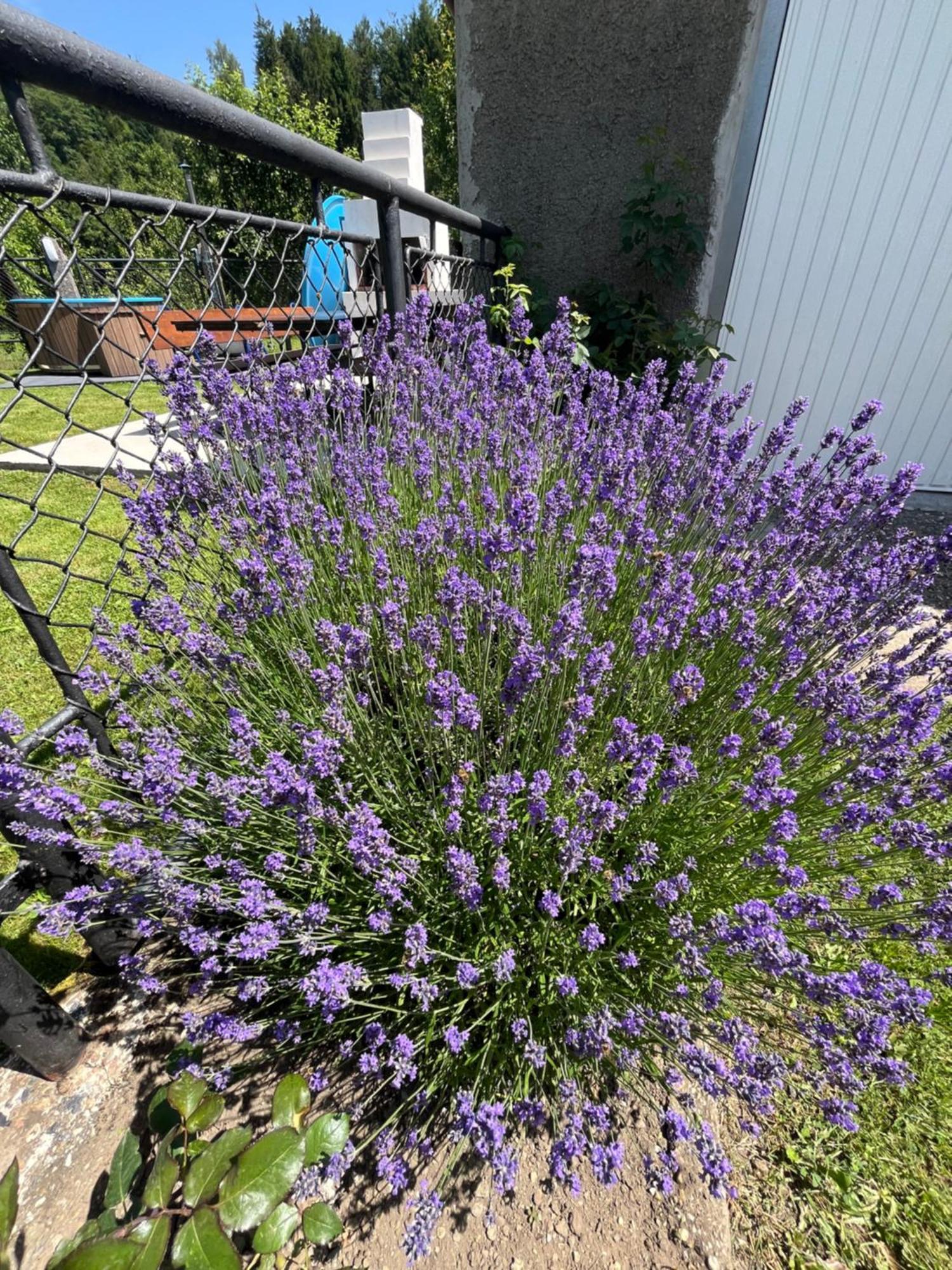 Appartamento Hacienda Avoxa Fužine Esterno foto